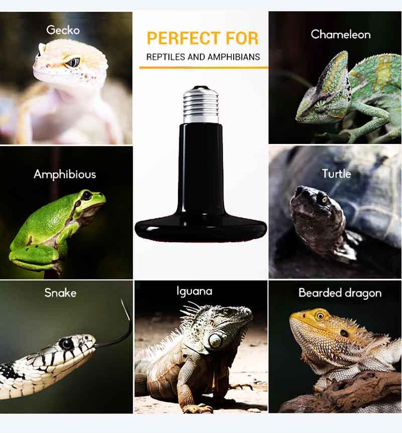 100W Reptil Infraröd keramisk värmeapplikation 100W Reptile Infrared Ceramic Heater application